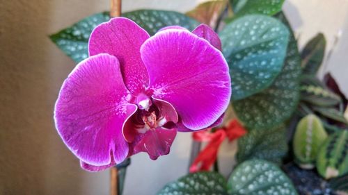 Close-up of pink orchid flower