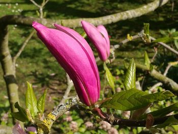 Close-up of pink flower blooming outdoors