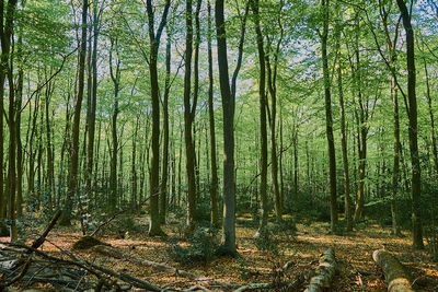 Trees in forest