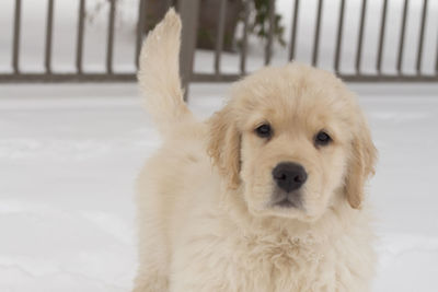 Close-up portrait of dog