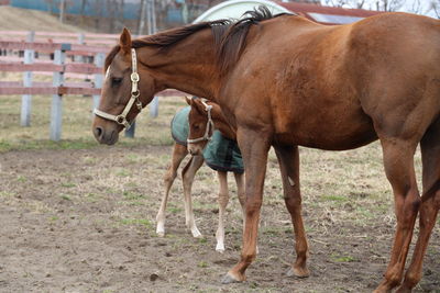 Horses standing in ranch