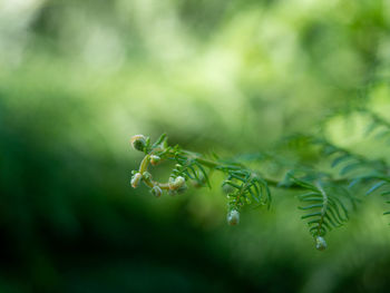 Close-up of fern leaves against blurred background