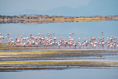 Flock of flamingos in lake, lake magadi, kenya 