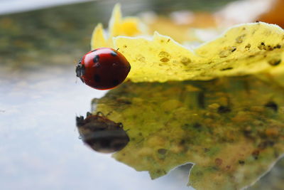 Close-up of ladybug on leaf