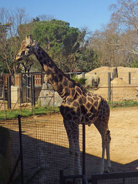 Horse standing in zoo