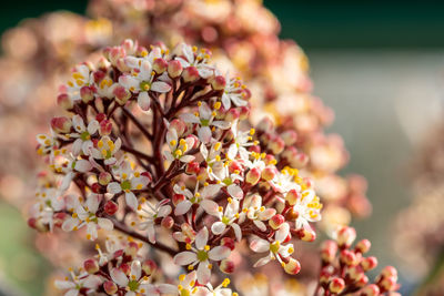 Close up of japanese skimmia flowers in bloom