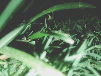 Close-up of grass at night