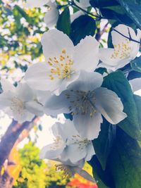 Close-up of white flowers blooming on tree