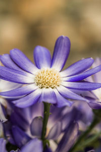 Close-up of purple flower blooming outdoors