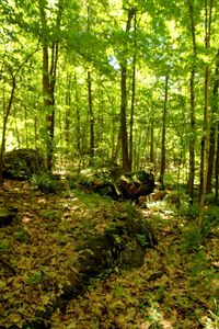 Trees in forest