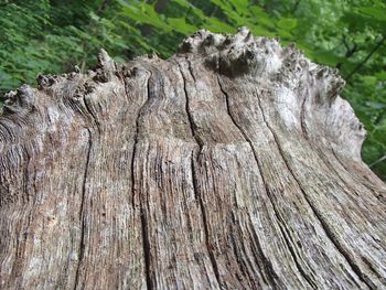 Close-up of tree stump in forest