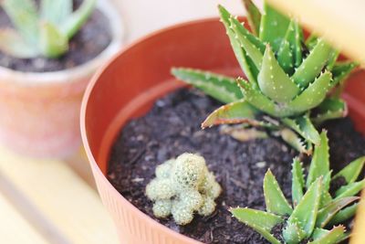 High angle view of potted plant in pot