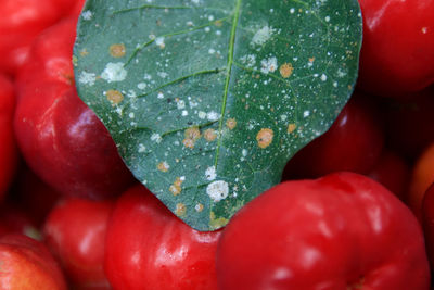 Close-up of wet red berries