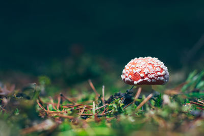 nature