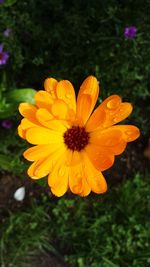 Close-up of yellow flower blooming outdoors