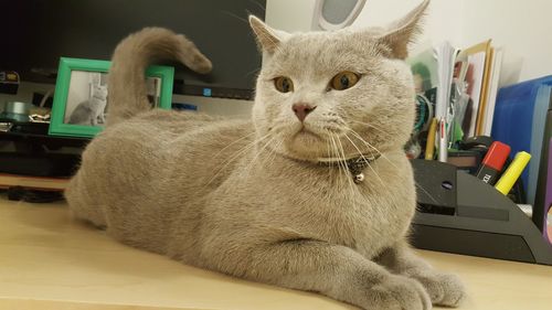 Portrait of cat sitting on table at home