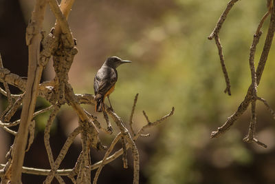 Close-up of bird perching on branch