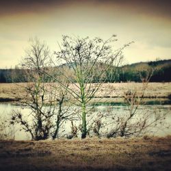 Bare trees on countryside lake
