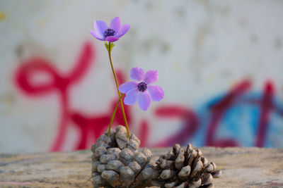 Close-up of purple flowering plant on table against wall