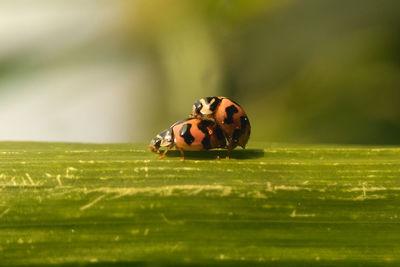 Close-up of ladybugs mating on leaf