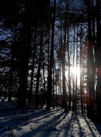 Trees in forest during winter