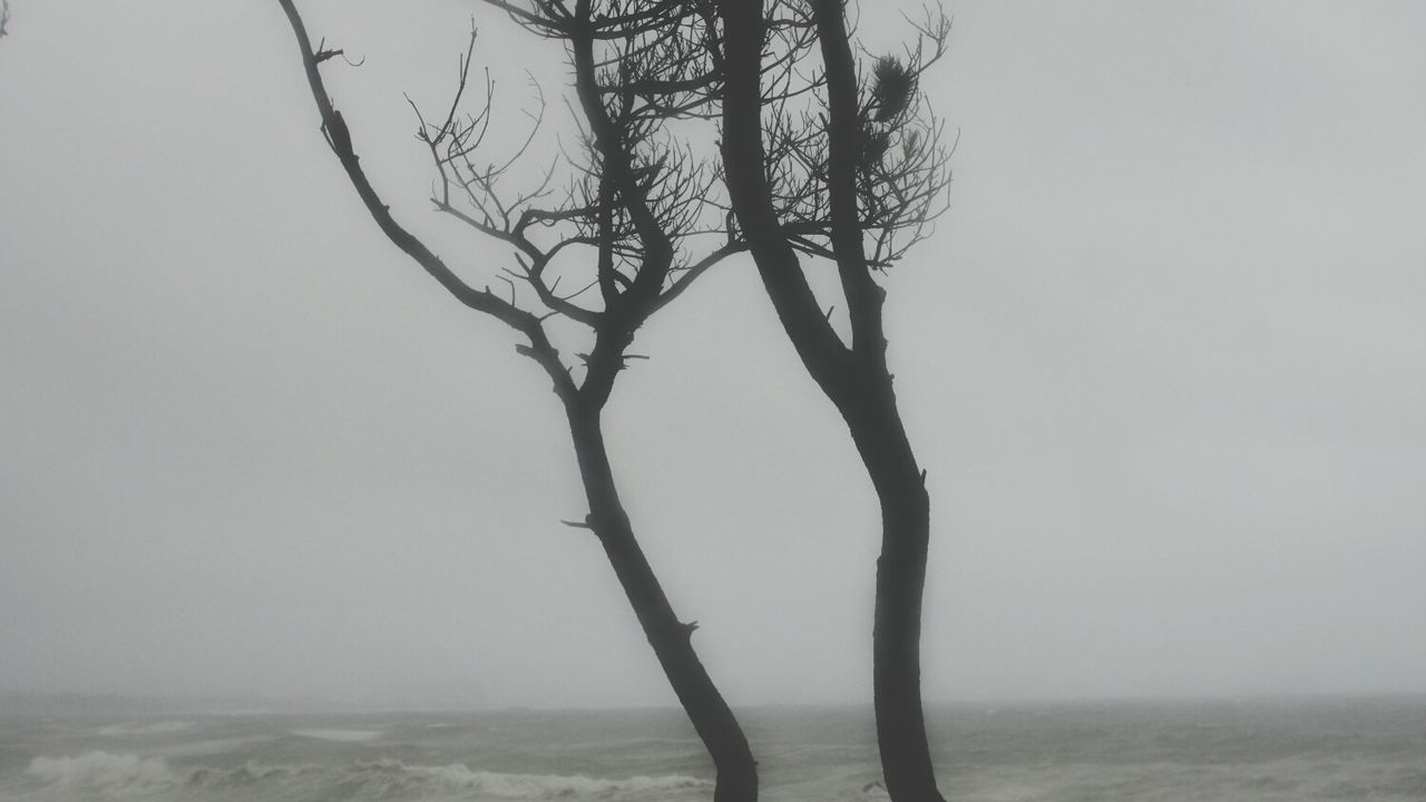 tranquility, tranquil scene, nature, clear sky, beauty in nature, scenics, bare tree, tree, tree trunk, branch, landscape, sky, sea, winter, water, weather, non-urban scene, copy space, horizon over water