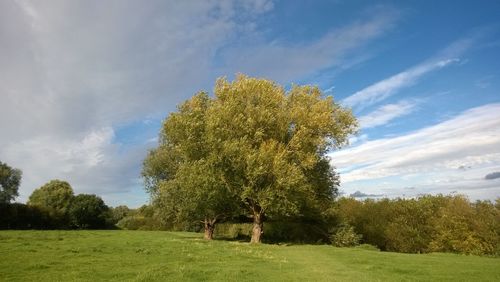 Trees growing on field against sky