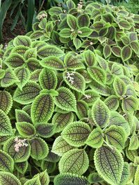 High angle view of succulent plant