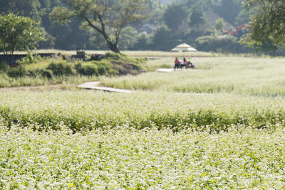 Scenic view of agricultural field against trees