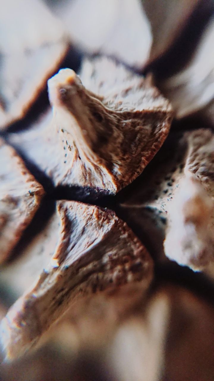 FULL FRAME SHOT OF FRUITS