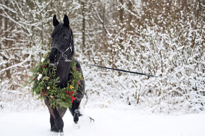 Horse wearing wreath while running on snow covered field