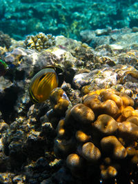 Close-up of coral underwater