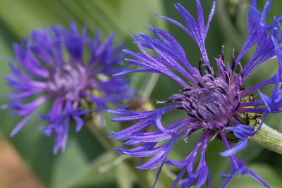 Close up of perennial cornflowers in bloom
