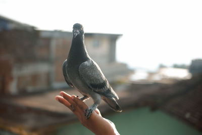 Dove on man's finger