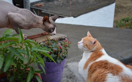 Plants amidst cats on retaining wall