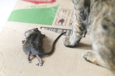 Close-up of cat on floor