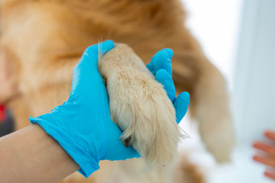 Close-up of hand holding dog