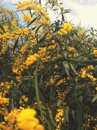 Close-up of yellow flowers growing on tree