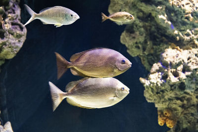 Fish swimming in sea