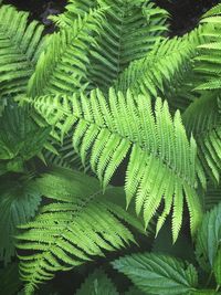 Full frame shot of green leaves