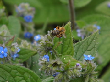 Close-up of bee on flower