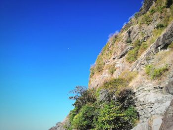 Low angle view of tree against clear blue sky