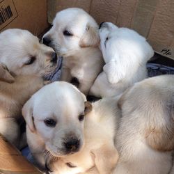 Close-up of a puppies in a box for sale