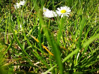 Close-up of flower growing in field