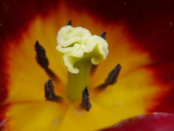 Close-up of yellow flower