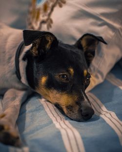 High angle view of dog lying on bed