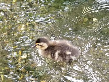 Duck swimming in lake