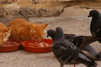 View of ducks eating