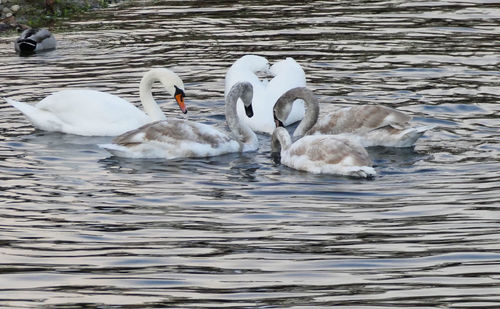 Swans swimming in lake