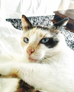 Close-up portrait of cat relaxing at home